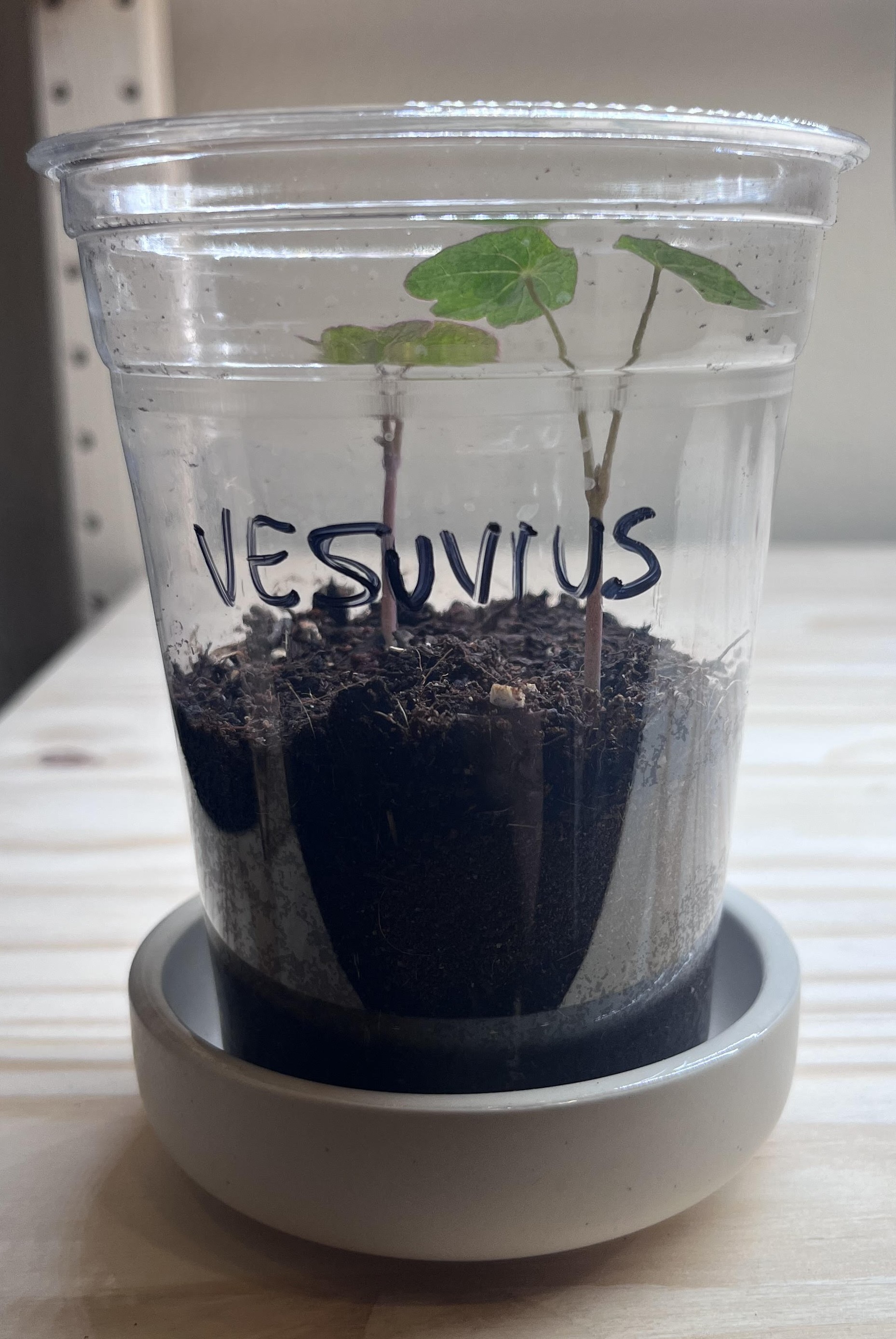 vesuvius nastrutium